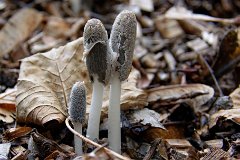 hares-foot-inkcap-mushroom.jpg